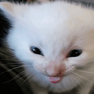 ShawnMalluwa-U04BBP8H9FA