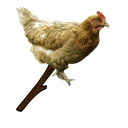 chickenonthesticks4 emoji